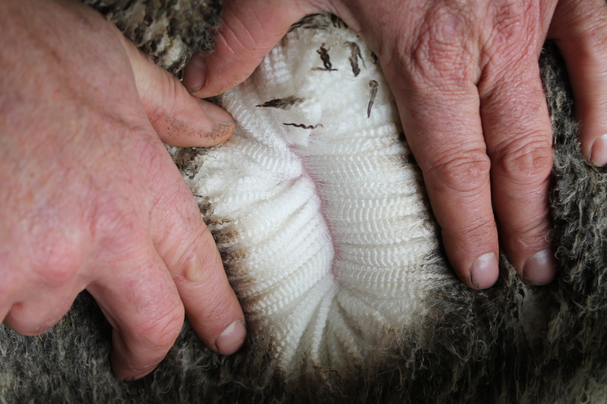 WOOL TESTING Bullawyn Pastoral